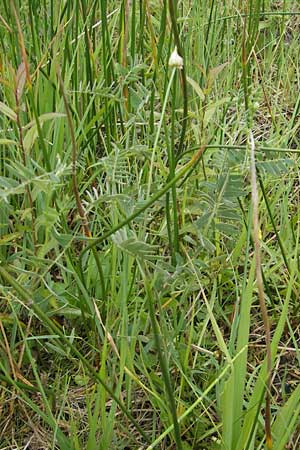 Allium oleraceum \ Ross-Lauch / Field Garlic, D Murnau 20.6.2011