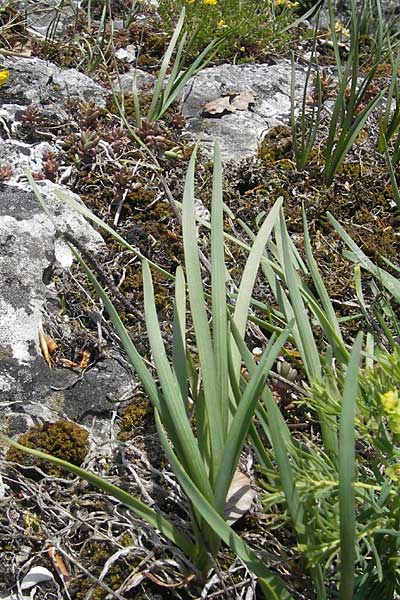 Allium senescens subsp. montanum \ Berg-Lauch / Mountain Garlic, German Garlic, D Franken/Franconia Weismain 18.5.2012