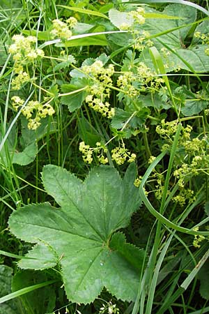 Alchemilla glabra ? \ Kahler Frauenmantel / Smooth Lady's Mantle, D Rhön, Wasserkuppe 6.7.2013