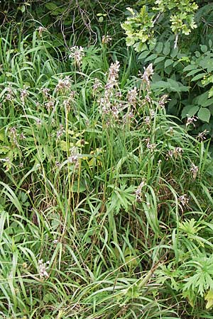 Allium oleraceum \ Ross-Lauch / Field Garlic, D Thüringen, Weimar 8.8.2013