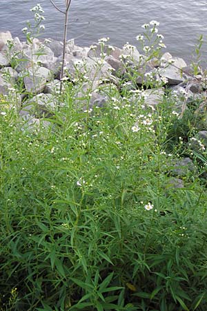 Symphyotrichum lanceolatum / Narrow-Leaved Michaelmas Daisy, White Panicle Aster, D Mannheim 10.9.2013