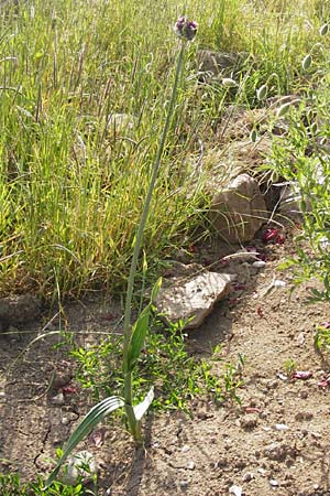 Allium rotundum \ Kugeliger Lauch / Sand Leek, D Lampertheim 20.5.2014