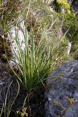 Allium senescens subsp. montanum \ Berg-Lauch / Mountain Garlic, German Garlic, D Weltenburg 14.6.2014