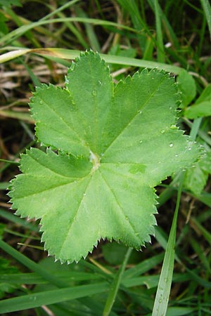 Alchemilla filicaulis \ Fadenstngel-Frauenmantel / Hairy Lady's Mantle, Thinstem Lady's Mantle, D Gladenbach 5.7.2014