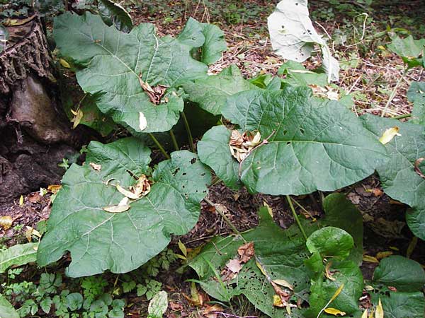 Arctium lappa \ Groe Klette / Greater Burdock, D Bensheim 1.10.2014