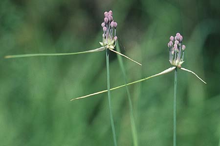 Allium carinatum \ Gekielter Lauch / Keeled Garlic, D Pupplinger Au 25.7.2004