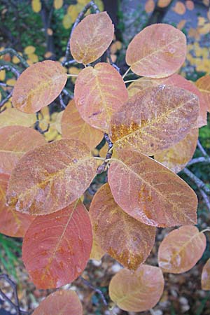 Amelanchier lamarckii \ Kupfer-Felsenbirne / Allegheny Service Berry, D Mannheim 2.10.2008