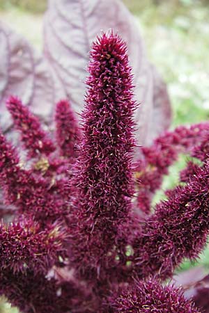 Amaranthus hypochondriacus \ Trauer-Amaranth, Prinzenfeder-Fuchsschwanz / Prince of Wales Pigweed, D Viernheim 1.11.2008