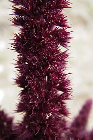 Amaranthus hypochondriacus \ Trauer-Amaranth, Prinzenfeder-Fuchsschwanz / Prince of Wales Pigweed, D Viernheim 1.11.2008