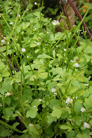 Cardamine parviflora \ Kleinbltiges Schaumkraut, D Weinheim an der Bergstraße 29.4.2009