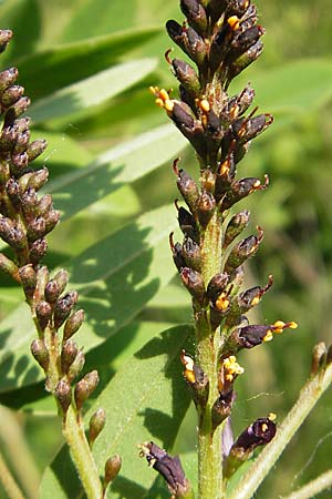 Amorpha fruticosa \ Gemeiner Bastard-Indigo, Bleibusch / Desert False Indigo, D Mannheim 19.5.2009