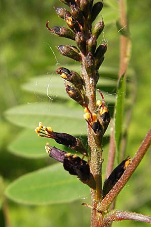 Amorpha fruticosa / Desert False Indigo, D Mannheim 19.5.2009