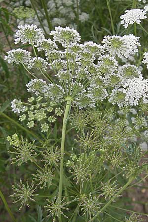 Ammi majus \ Groe Knorpelmhre, D Botan. Gar.  Universit.  Mainz 11.7.2009