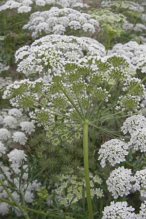 Ammi majus / Bullwort, D Botan. Gar.  Universit.  Mainz 11.7.2009