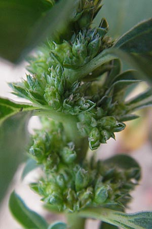 Amaranthus blitoides \ Westamerikanischer Amaranth / Prostrate Pigweed, D Neuleiningen 1.8.2009