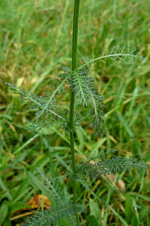 Achillea millefolium agg. \ Gemeine Schafgarbe, D Bensheim 12.10.2014