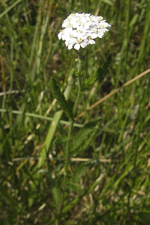 Achillea pratensis / Meadow Milfoil, D Pfalz, Speyer 29.5.2012