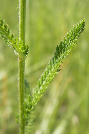 Achillea pratensis / Meadow Milfoil, D Pfalz, Speyer 29.5.2012