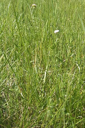 Achillea pratensis / Meadow Milfoil, D Pfalz, Speyer 29.5.2012