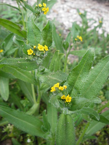 Amsinckia calycina \ Schmalblttrige Amsinckie / Yellow Burweed, Hairy Fiddleneck, D Mannheim 16.4.2013