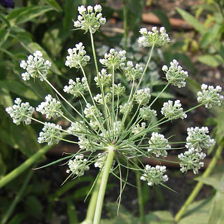 Ammi majus / Bullwort, D Weinheim an der Bergstraße, Botan. Gar.  Hermannshof 18.7.2013