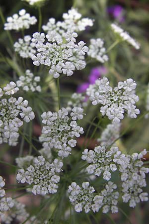 Ammi majus / Bullwort, D Weinheim an der Bergstraße, Botan. Gar.  Hermannshof 18.7.2013