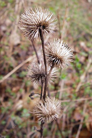 Arctium minus \ Kleine Klette, D Heidelberg 15.3.2014