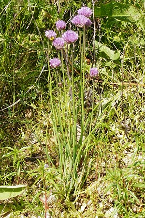 Allium schoenoprasum \ Schnitt-Lauch, D Langgöns 17.5.2014