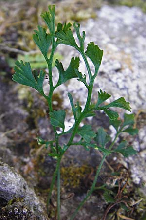 Asplenium ruta-muraria / Wall-Rue, D Eining 13.6.2014