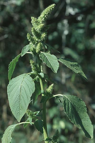 Amaranthus retroflexus, Common Pigweed