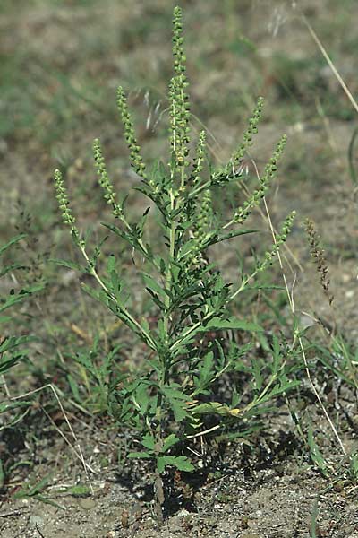Ambrosia coronopifolia, Ausdauernde Ambrosie