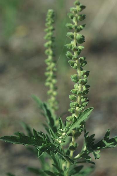 Ambrosia coronopifolia, Ausdauernde Ambrosie