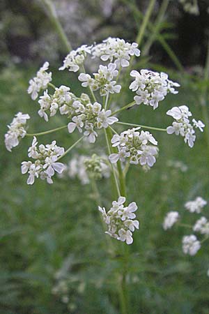 Anthriscus sylvestris / Cow Parsley, D Odenwald, Nieder-Ramstadt 9.5.2006