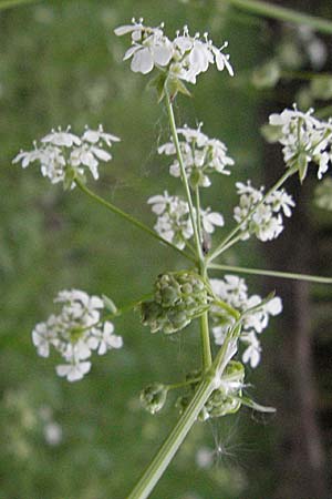 Anthriscus sylvestris \ Wiesen-Kerbel, D Odenwald, Nieder-Ramstadt 9.5.2006