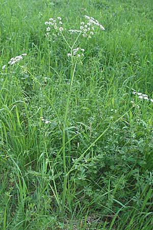 Anthriscus sylvestris \ Wiesen-Kerbel, D Odenwald, Nieder-Ramstadt 9.5.2006