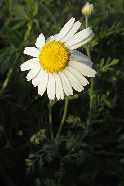 Anthemis ruthenica \ Ukrainische Hundskamille / Russian Chamomile, D Mannheim 12.5.2006