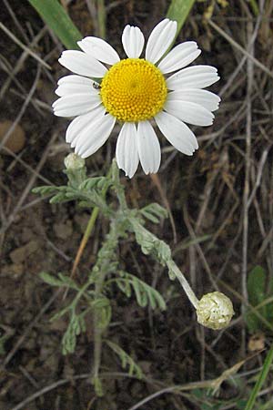 Anthemis ruthenica, Russian Chamomile