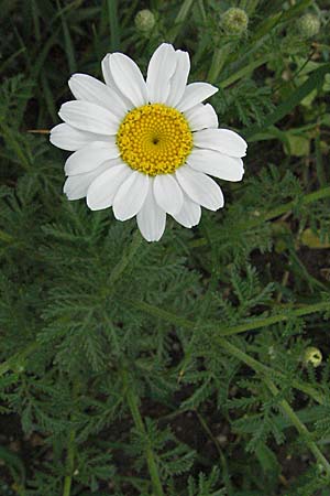 Anthemis austriaca \ sterreichische Hundskamille, D Mannheim 18.5.2006