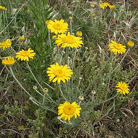 Anthemis tinctoria \ Frber-Hundskamille, Frber-Kamille, D Neuleiningen 16.6.2006