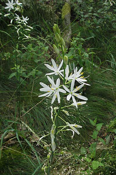 Anthericum liliago / St. Bernard's Lily, D Donnersberg 16.6.2006