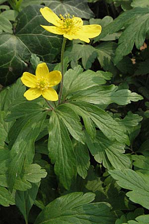 Anemone ranunculoides \ Gelbes Windrschen / Yellow Anemone, D Hambrücken 7.4.2007