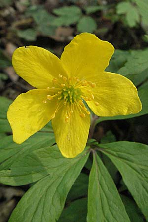 Anemone ranunculoides \ Gelbes Windrschen / Yellow Anemone, D Hambrücken 7.4.2007