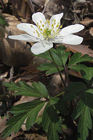 Anemone nemorosa, Busch-Windröschen