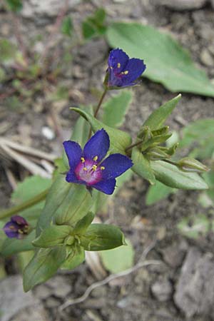 Lysimachia foemina \ Blauer Gauchheil, D Buchen 7.7.2007