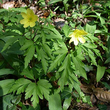 Anemone nemorosa x ranunculoides / Hybrid Anemone, D Hambrücken 29.3.2008