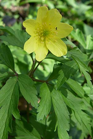 Anemone nemorosa x ranunculoides / Hybrid Anemone, D Hambrücken 29.3.2008