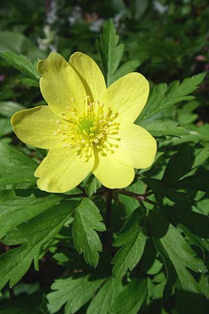 Anemone nemorosa x ranunculoides \ Windrschen-Hybride, D Hambrücken 29.3.2008