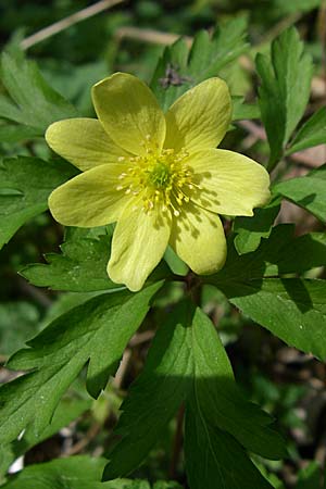 Anemone nemorosa x ranunculoides / Hybrid Anemone, D Hambrücken 29.3.2008