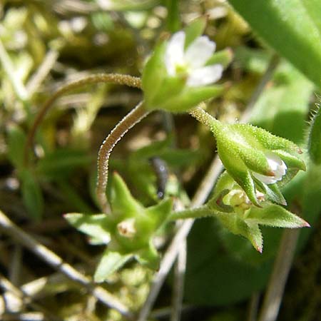 Androsace elongata \ Langgestielter Mannsschild, D Rheinhessen, Frei-Laubersheim 26.4.2008