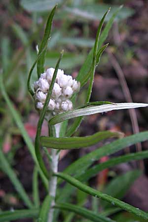 Anaphalis margaritacea \ Silber-Immortelle, D Freiburg 12.7.2008